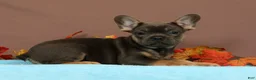 French Bulldog dogs for sale: Callie - Ad 3