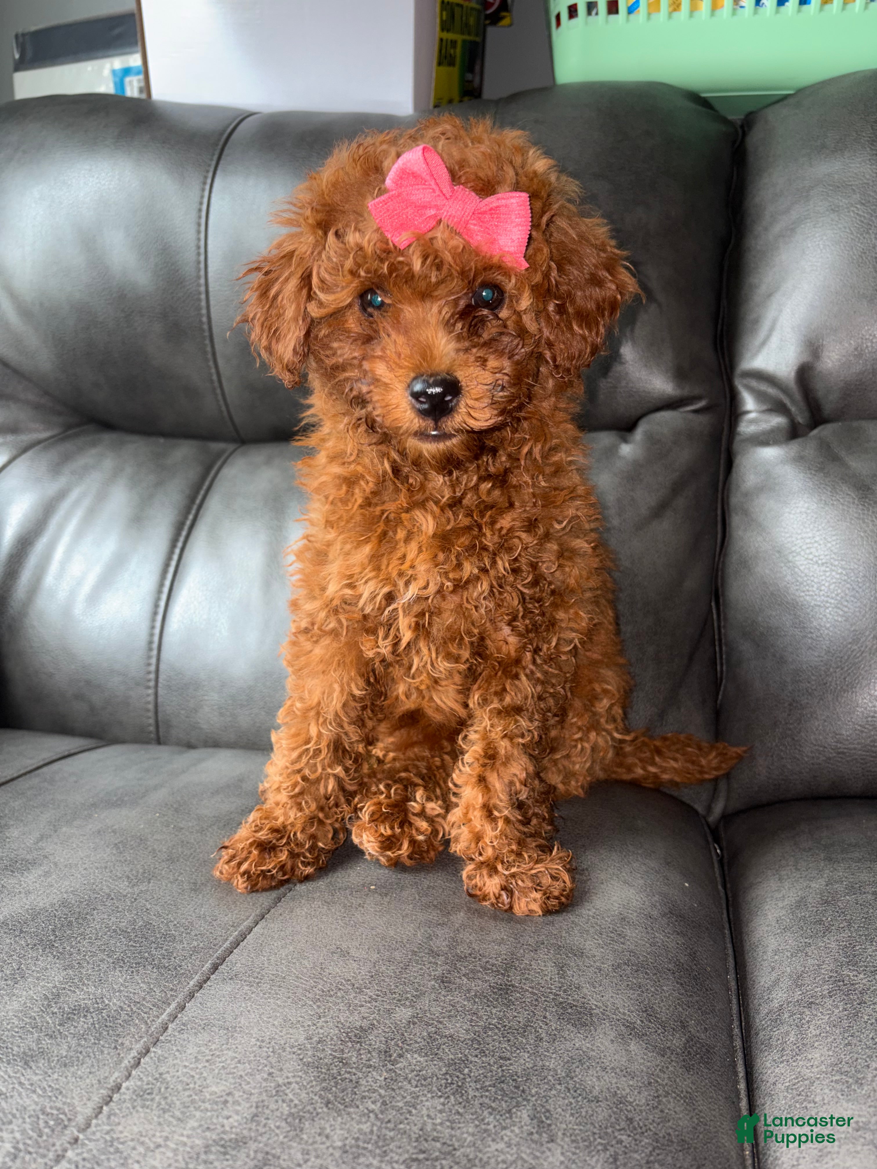 Miniature Poodle dogs for sale: Miniature Poodle Puppy 2 - Ad 3