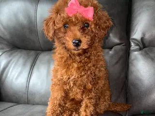 Miniature Poodle dogs for sale: Miniature Poodle Puppy 2 - Ad 3