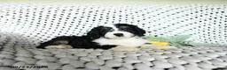 Mini Bernedoodle dogs for sale: Sherbet - Ad 3