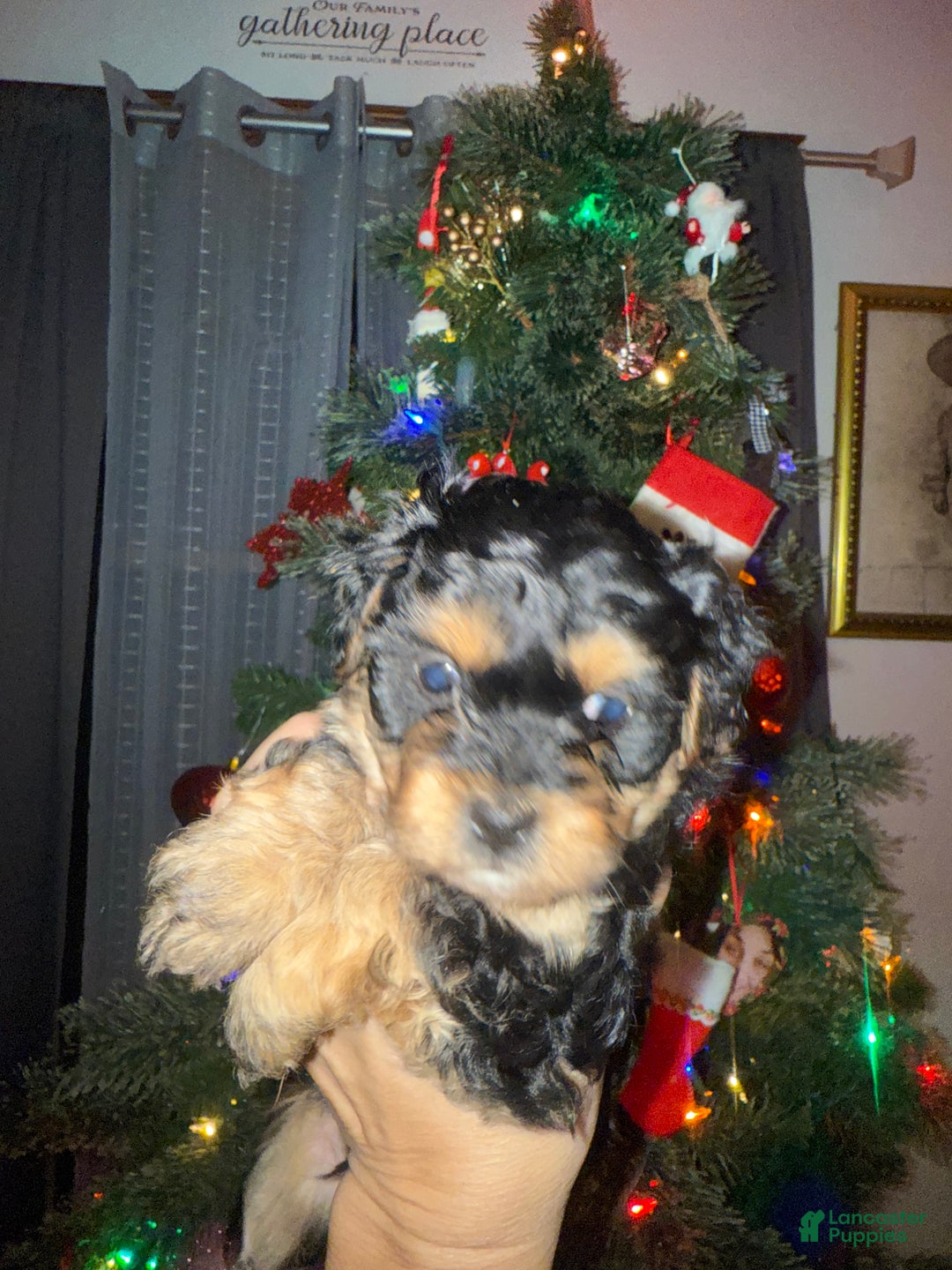 Mixed Breed dogs for sale: Snoopy - Ad 2