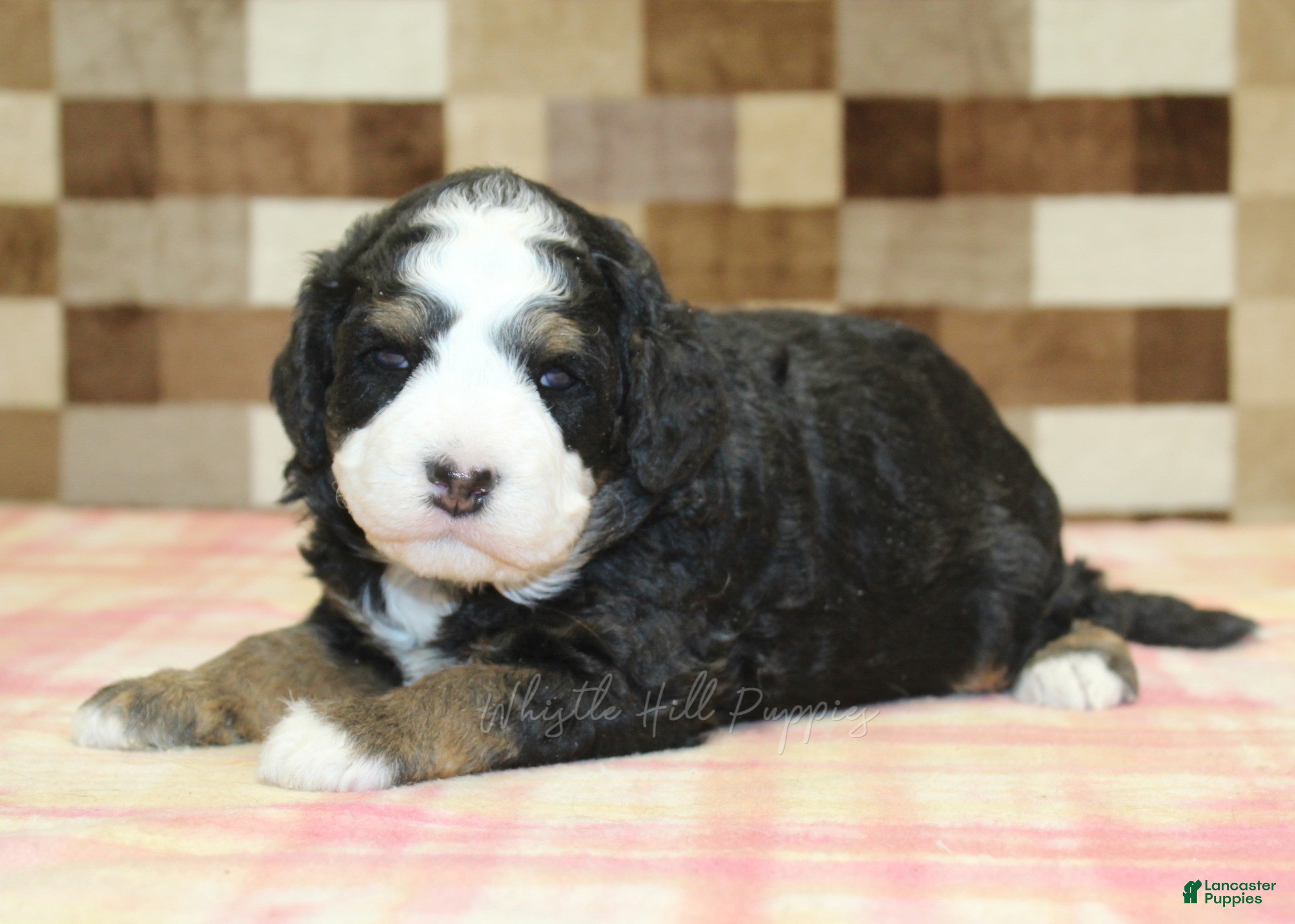 Mini Bernedoodle dogs Royal - Ad 1