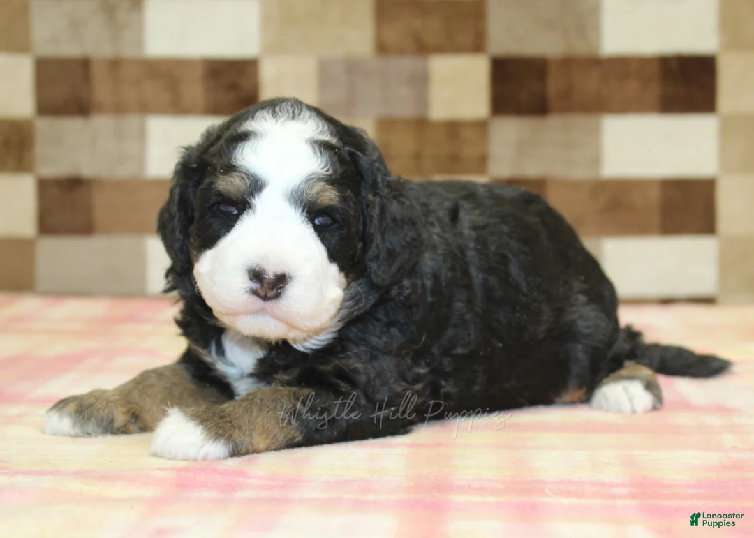 Mini Bernedoodle dogs for sale: Royal - Ad 1