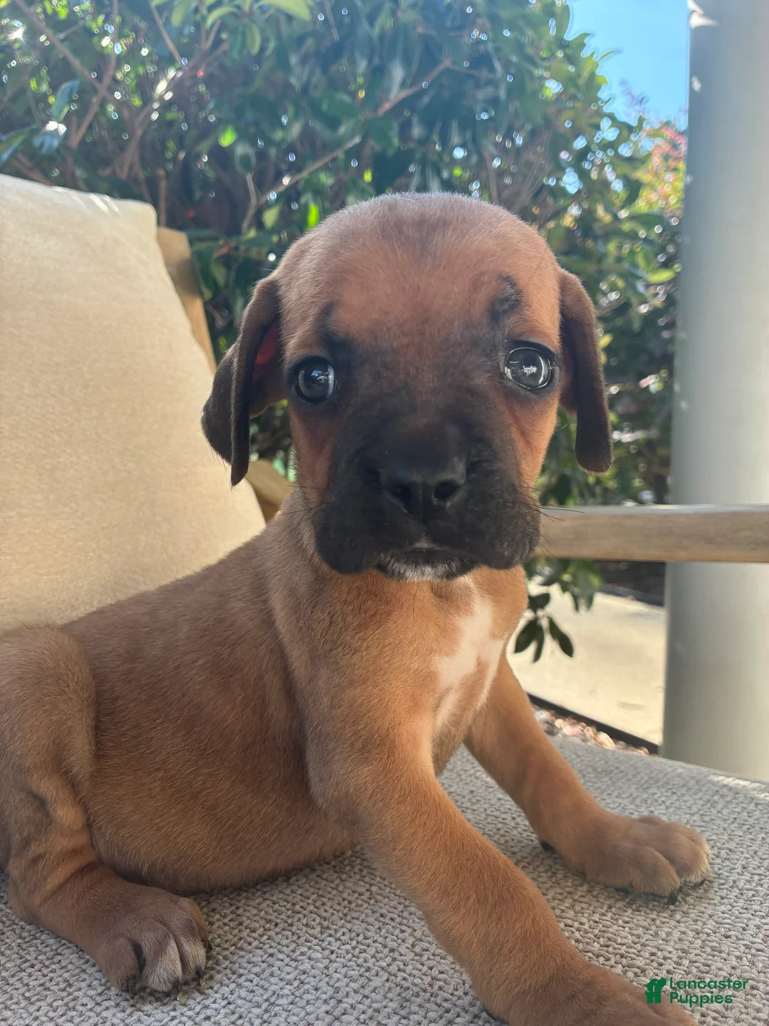 Cane Corso dogs for sale: Cane Corso Red  - Ad 1