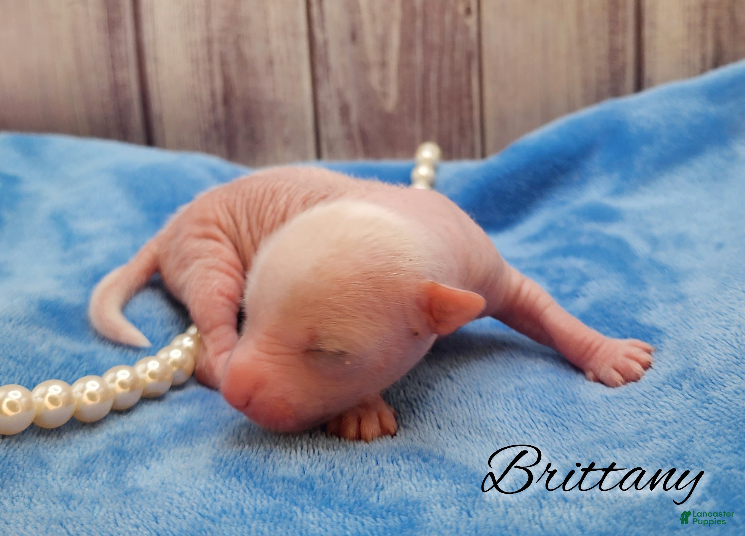 Mixed Breed dogs Brittany - Ad 13