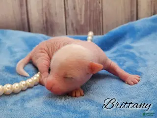 Mixed Breed dogs Brittany - Ad 13