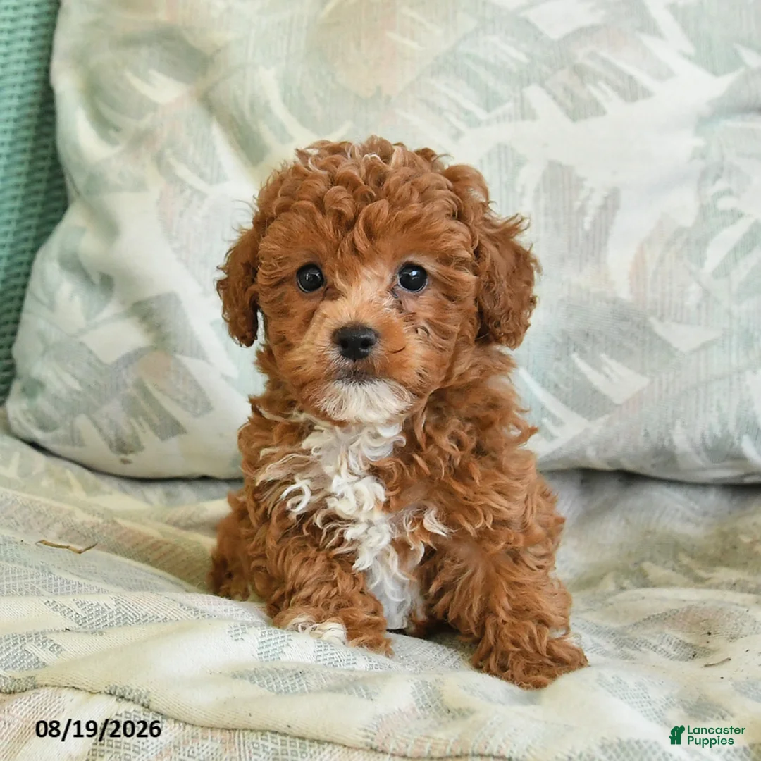 Toy Poodle dogs for sale: Smores - Ad 4