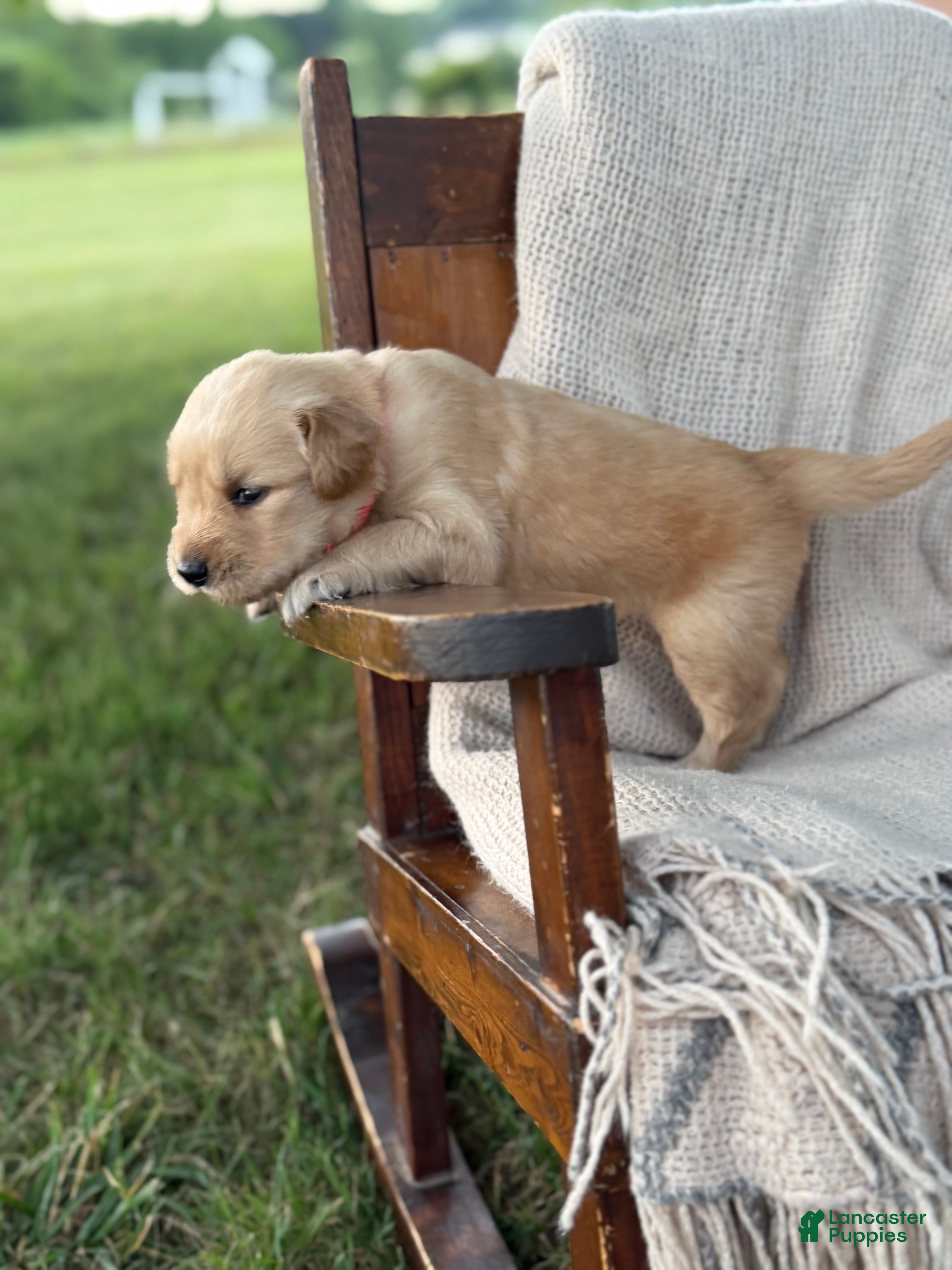 Golden Retriever dogs Madison - Ad 2