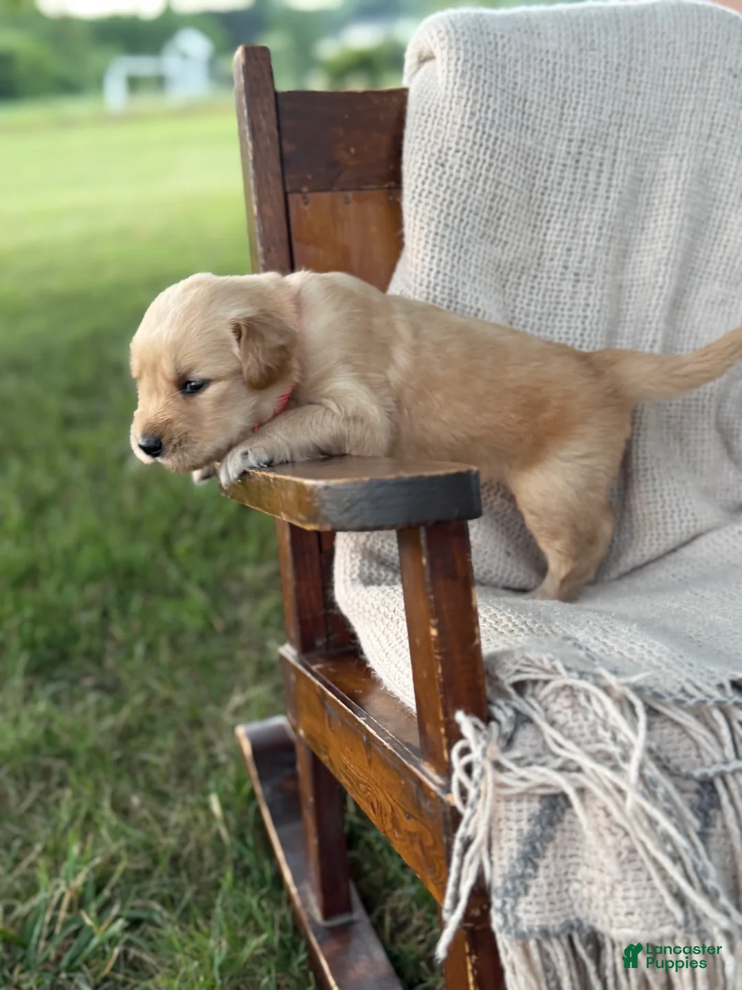 Golden Retriever dogs for sale: Madison - Ad 2