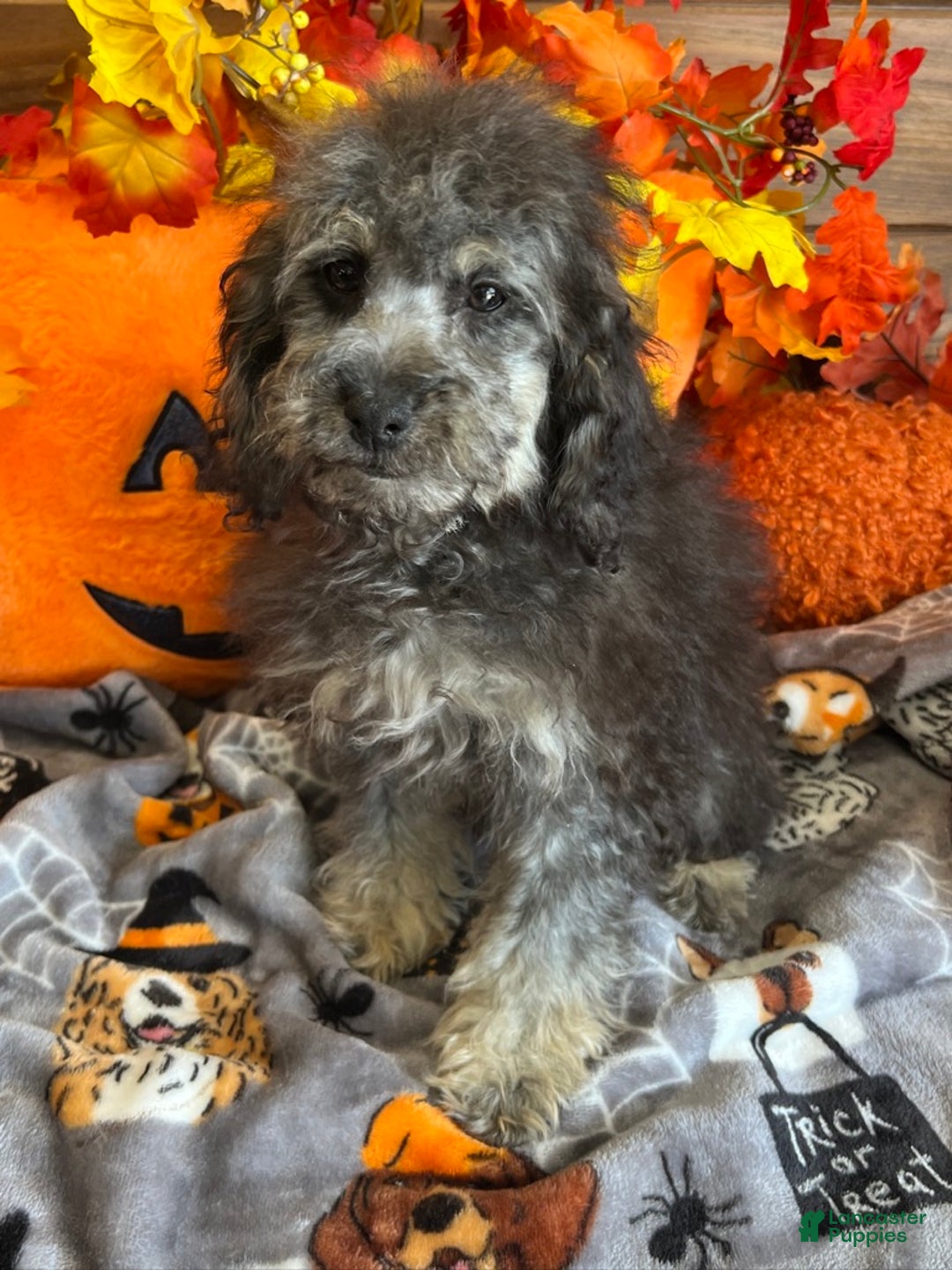 Cockapoo dogs for sale: Tessa - Ad 3