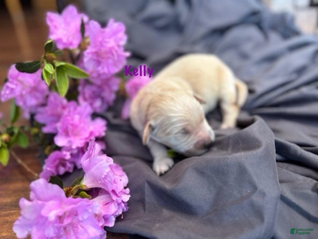 Golden Retriever dogs Kelly - Ad 2