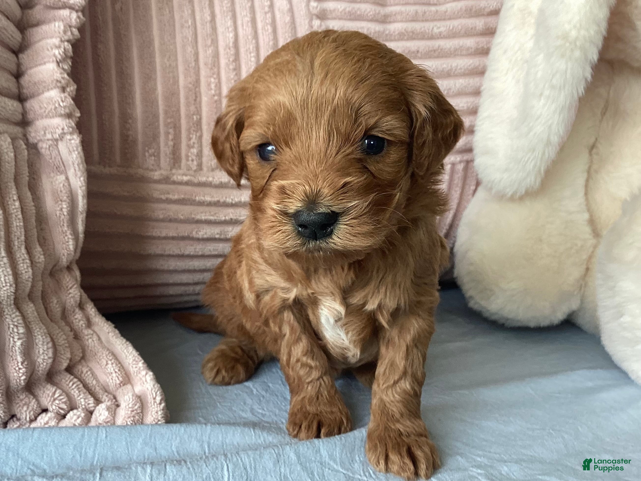 Mini Goldendoodle dogs Mini Goldendoodle “Nala” - Ad 1