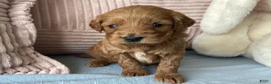Mini Goldendoodle “Nala”