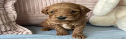 Mini Goldendoodle dogs for sale: Mini Goldendoodle “Nala” - Ad 1
