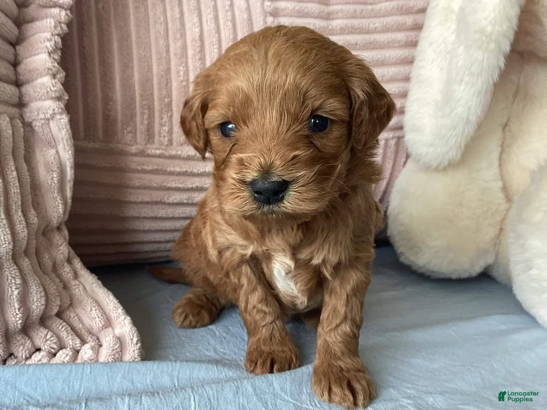 Mini Goldendoodle dogs for sale: Mini Goldendoodle “Nala” - Ad 1