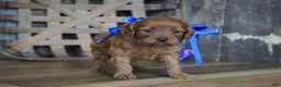 Cavapoo dogs for sale: Dalton - Ad 1