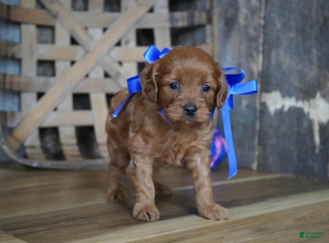 Cavapoo dogs for sale: Dalton - Ad 1