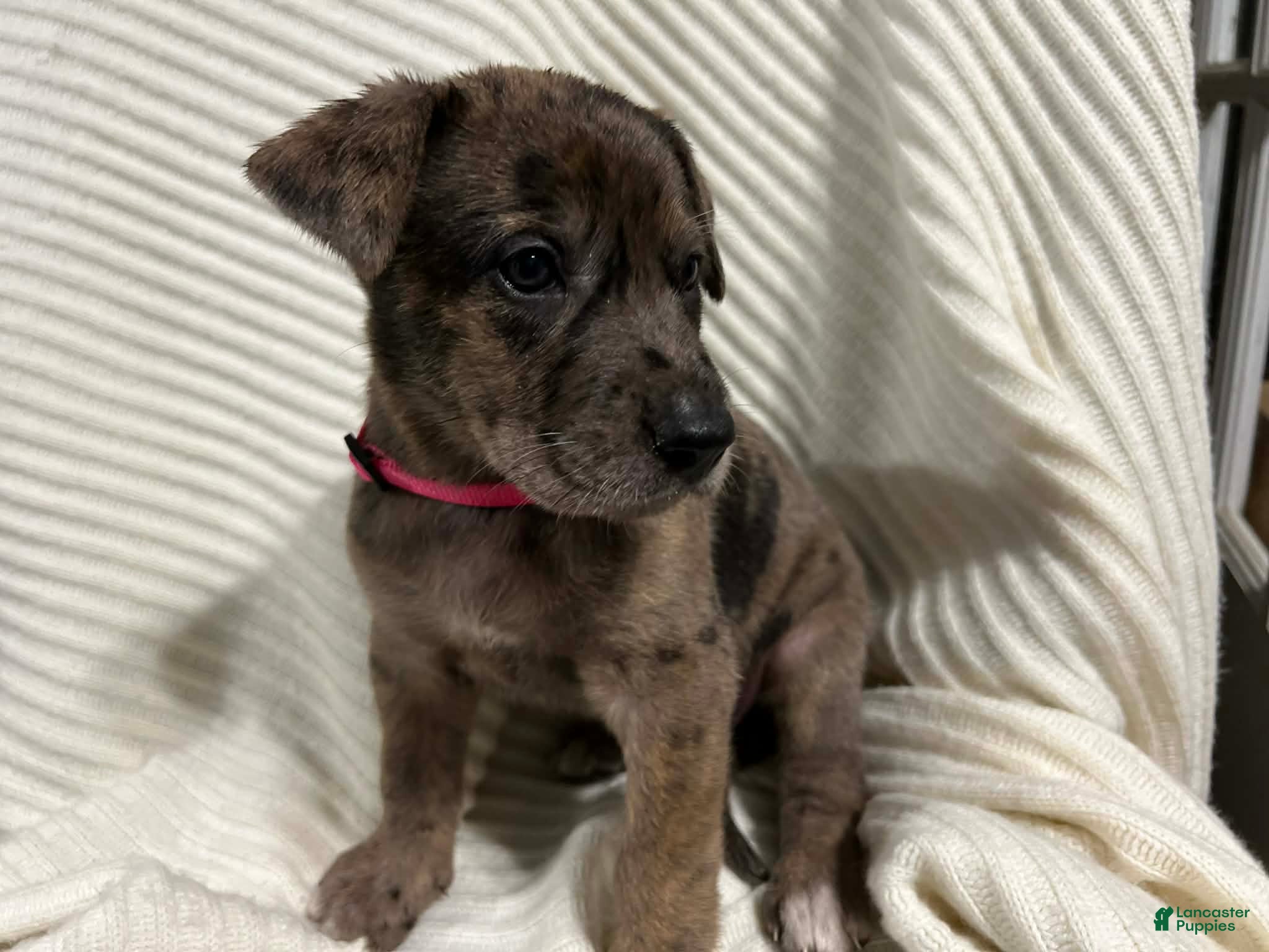 Mixed Breed dogs Missy - Ad 2