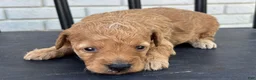 Mini Goldendoodle dogs for sale: Parmesan - Ad 3