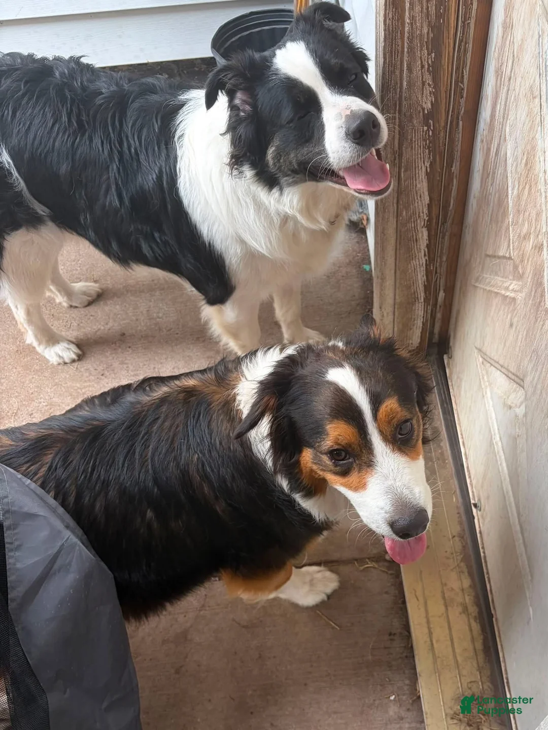 Border Collie dogs for sale: Border Collie 2 - Ad 3