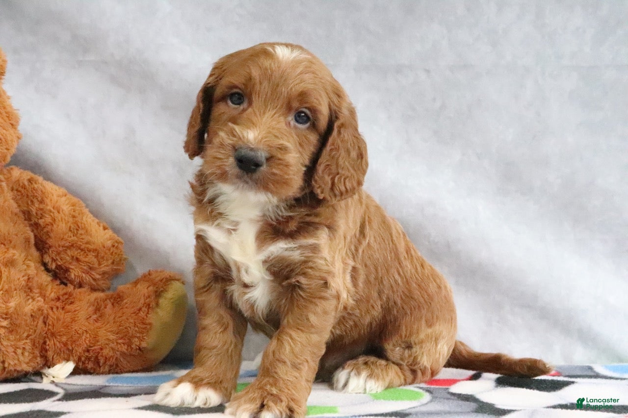 Mini Goldendoodle dogs Ace - Ad 1