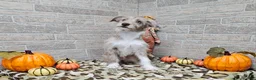 Mini Aussiedoodle dogs for sale: F1 Strawberry - Ad 3