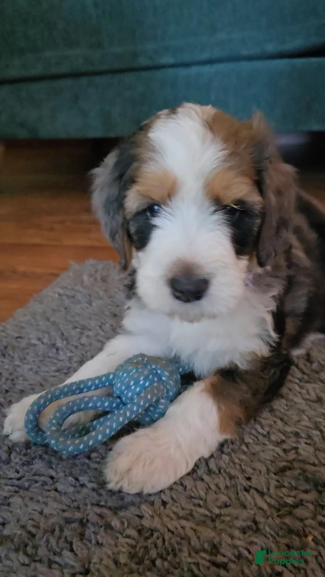 Bernedoodle dogs for sale: Bernedoodle 9 Purple collar  - Ad 2