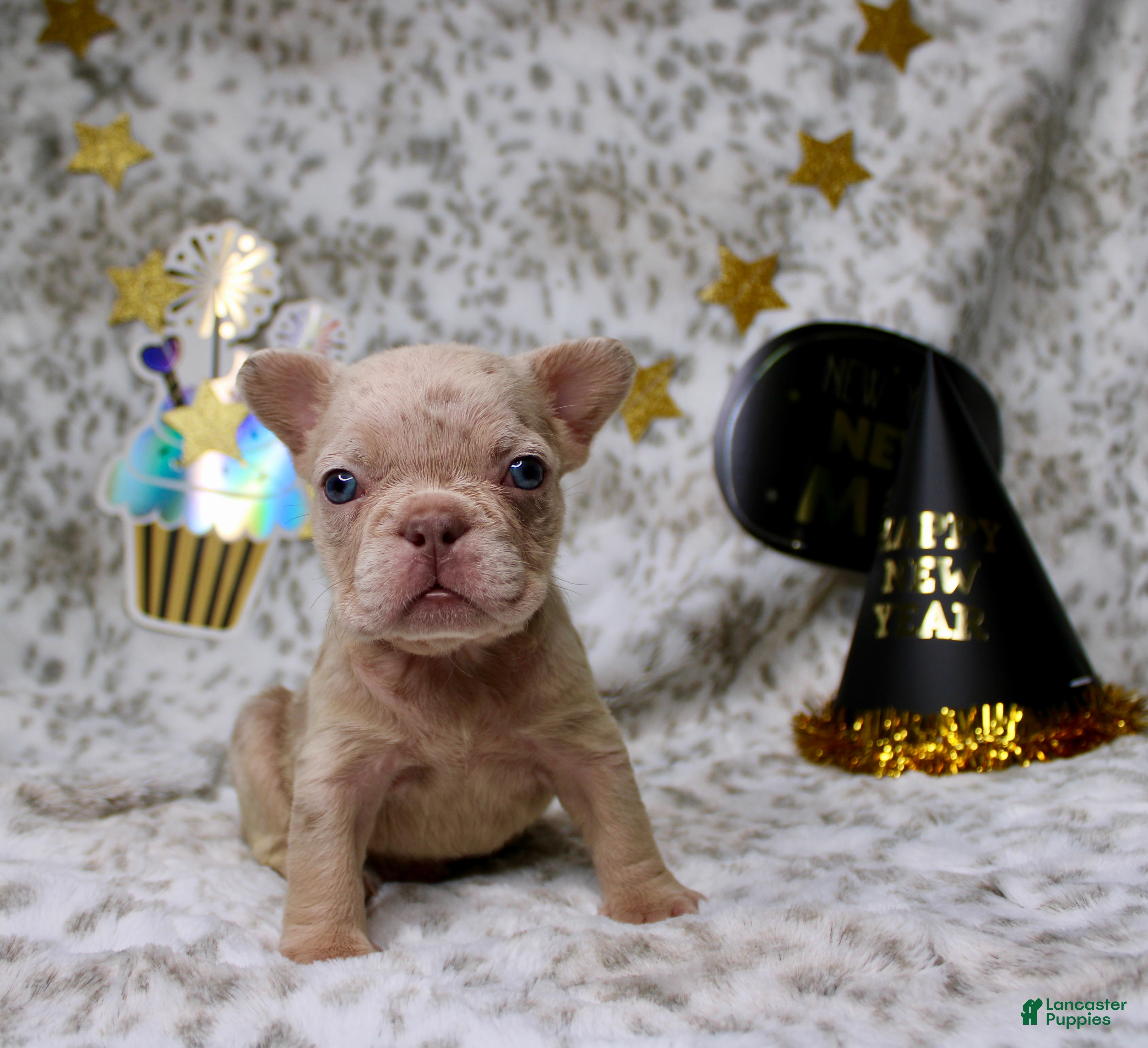 French Bulldog dogs for sale: Molly - Ad 2