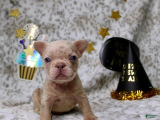 French Bulldog dogs for sale: Molly - Ad 2