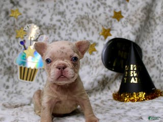 French Bulldog dogs Molly - Ad 3