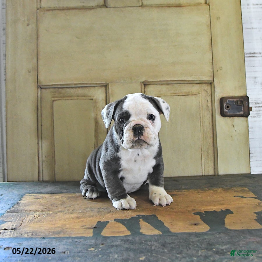 English Bulldog dogs Stella - Ad 1