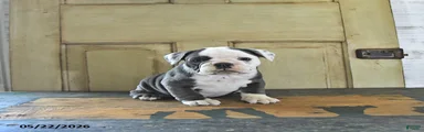 Stella