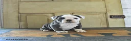 English Bulldog dogs for sale: Stella - Ad 1