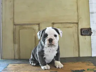 English Bulldog dogs for sale: Stella - Ad 2