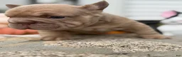 French Bulldog dogs for sale: Tesla - Ad 8