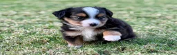 Toy Australian Shepherd dogs for sale: Bowser Jr. - Ad 3