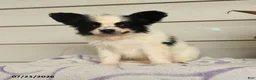 Papillon dogs for sale: Ralph - Ad 5