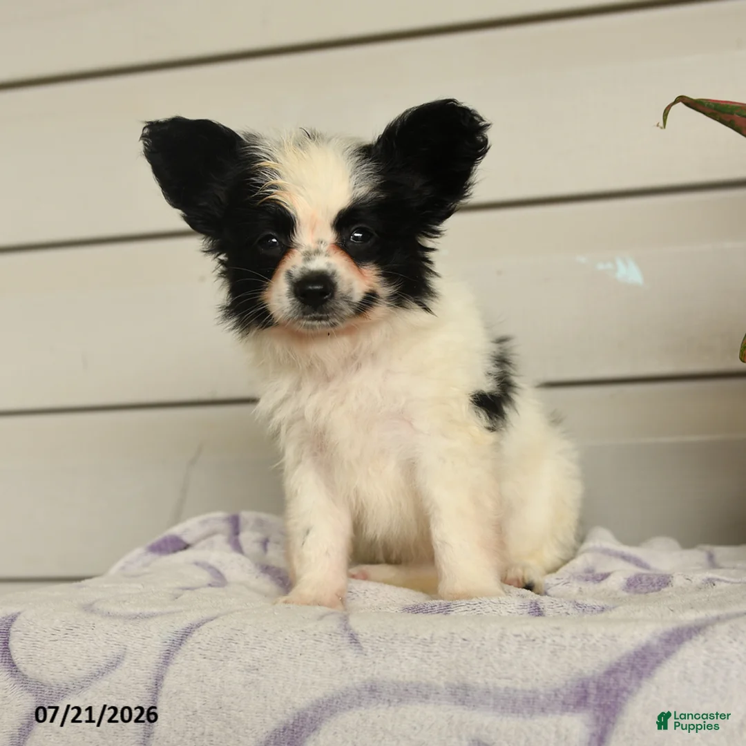 Papillon dogs for sale: Ralph - Ad 5