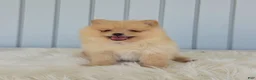 Pomeranian dogs for sale: Butterscotch  - Ad 5