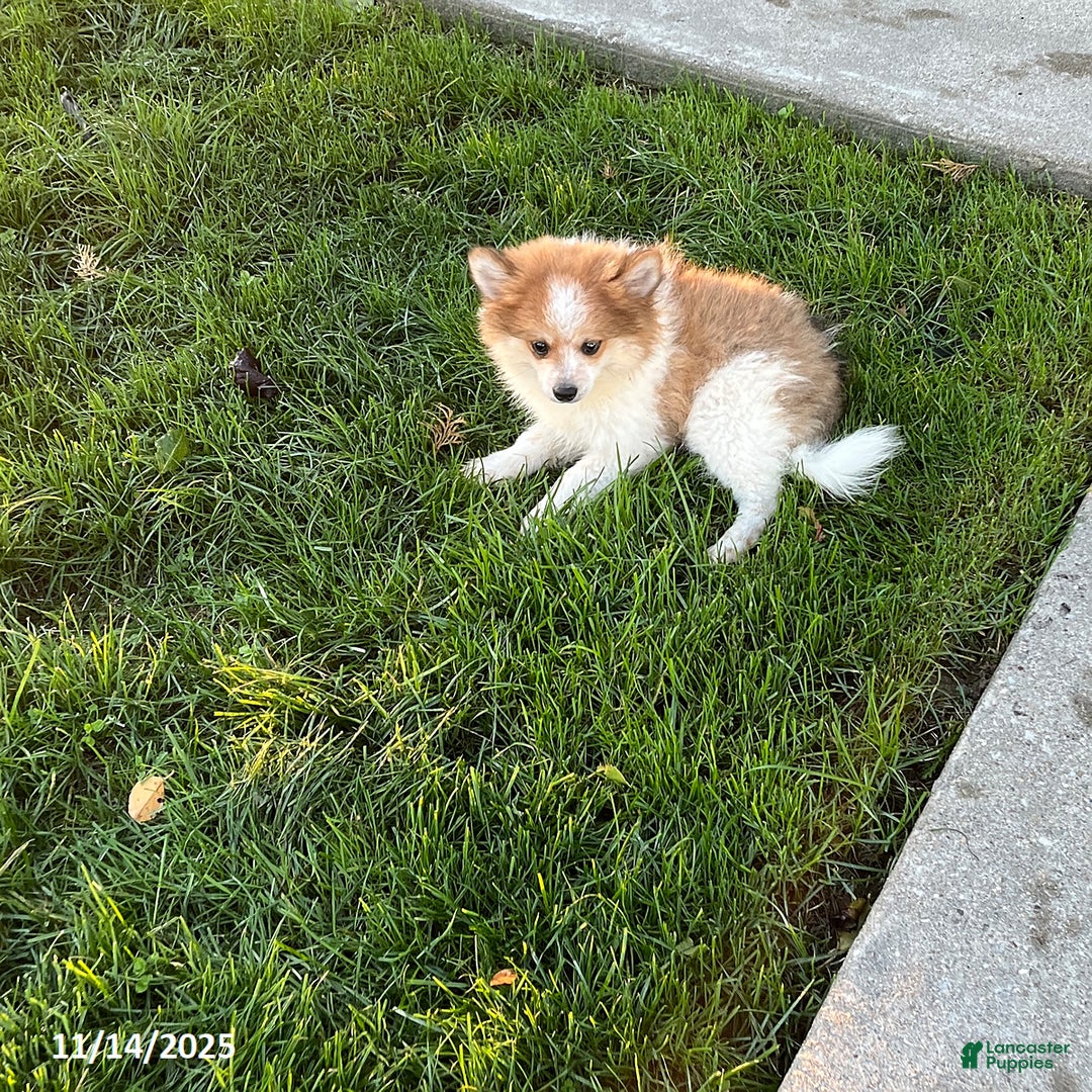 Pomeranian dogs for sale: Surprise Package - Ad 4