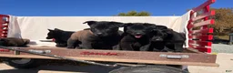 Belgian Malinois dogs for sale: Britta❤️ mom and dad are there to meet and greet - Ad 2