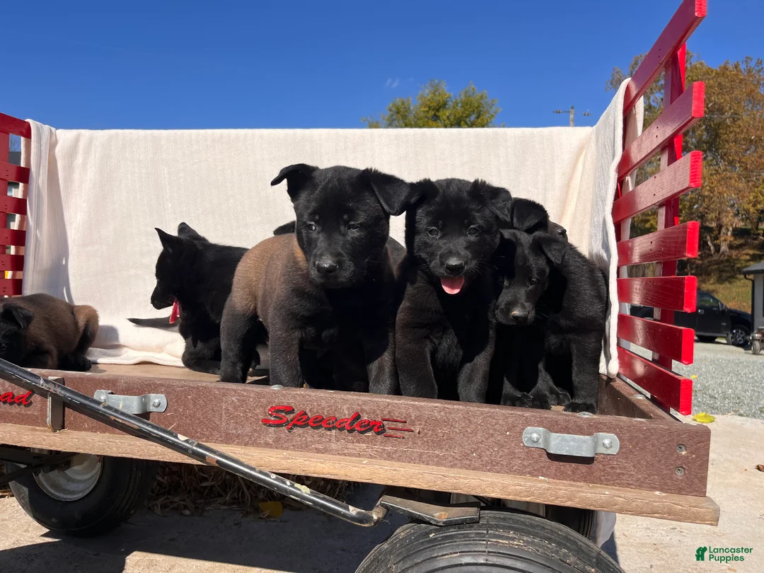 Belgian Malinois dogs for sale: Britta❤️ mom and dad are there to meet and greet - Ad 2
