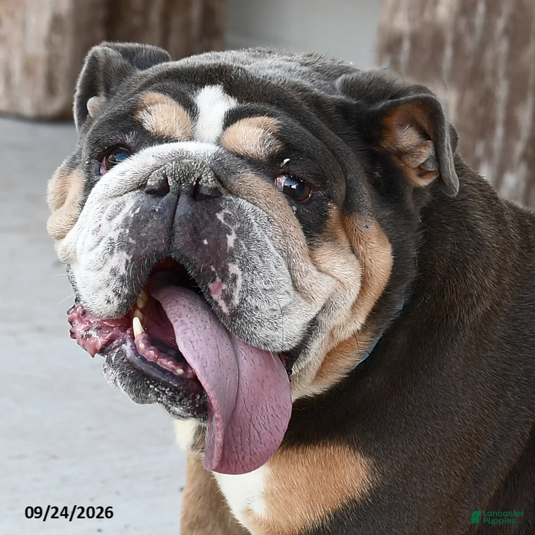 English Bulldog dogs for sale: Blueberry - Ad 1
