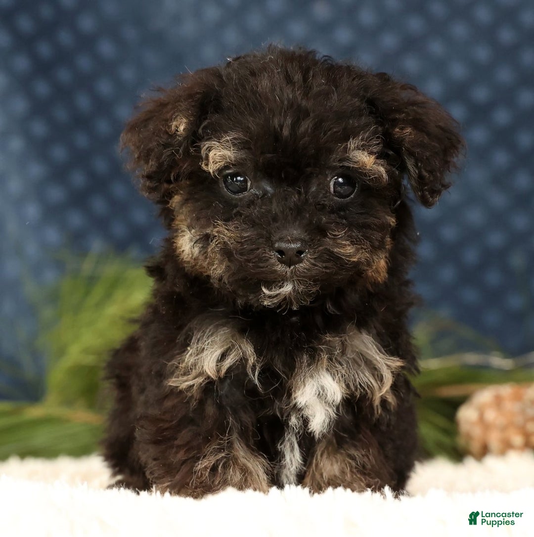 Havapoo dogs for sale: Polly - Ad 2