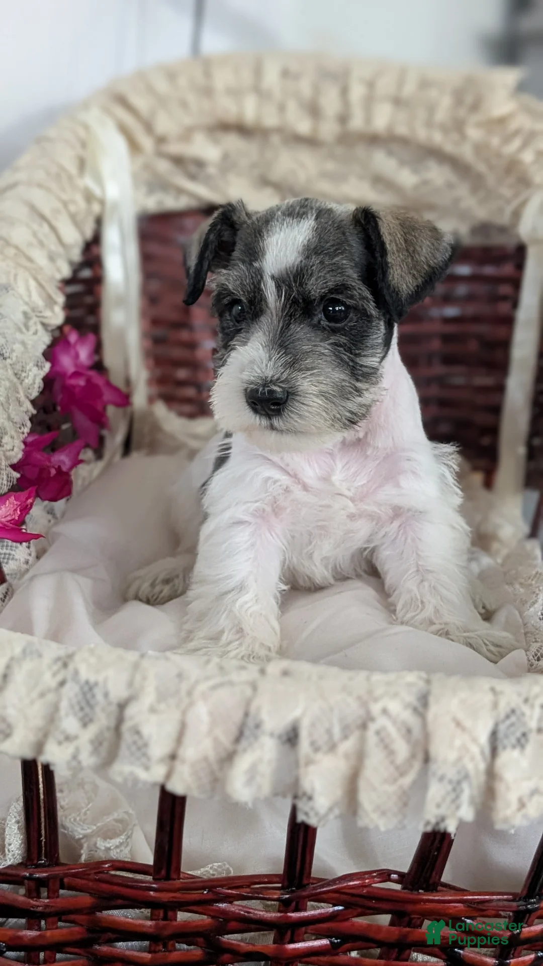 Miniature Schnauzer dogs for sale: Moby  - Ad 10