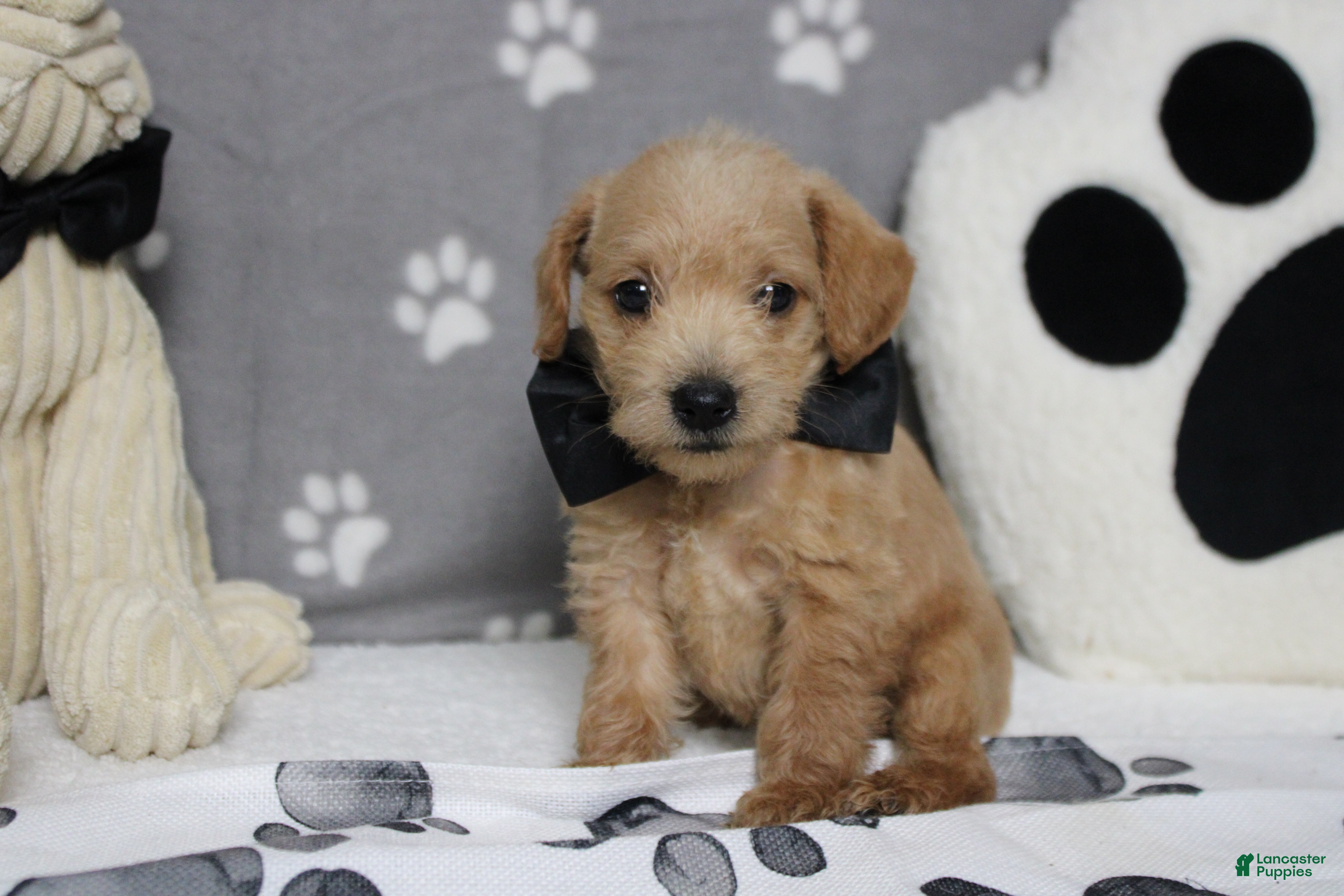Schnoodle dogs Pinot - Ad 2