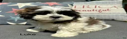 Teddy Bear dogs for sale: Luke - Ad 1