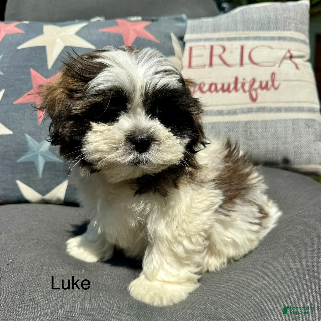 Teddy Bear dogs for sale: Luke - Ad 1