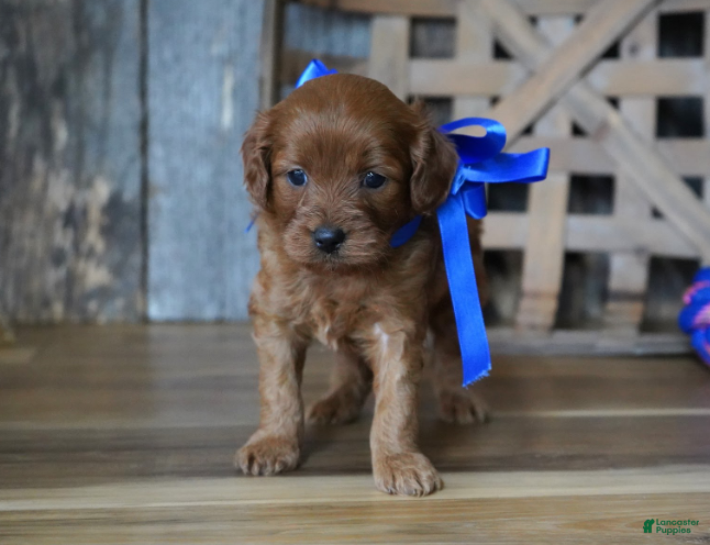 Cavapoo dogs Dalton - Ad 2