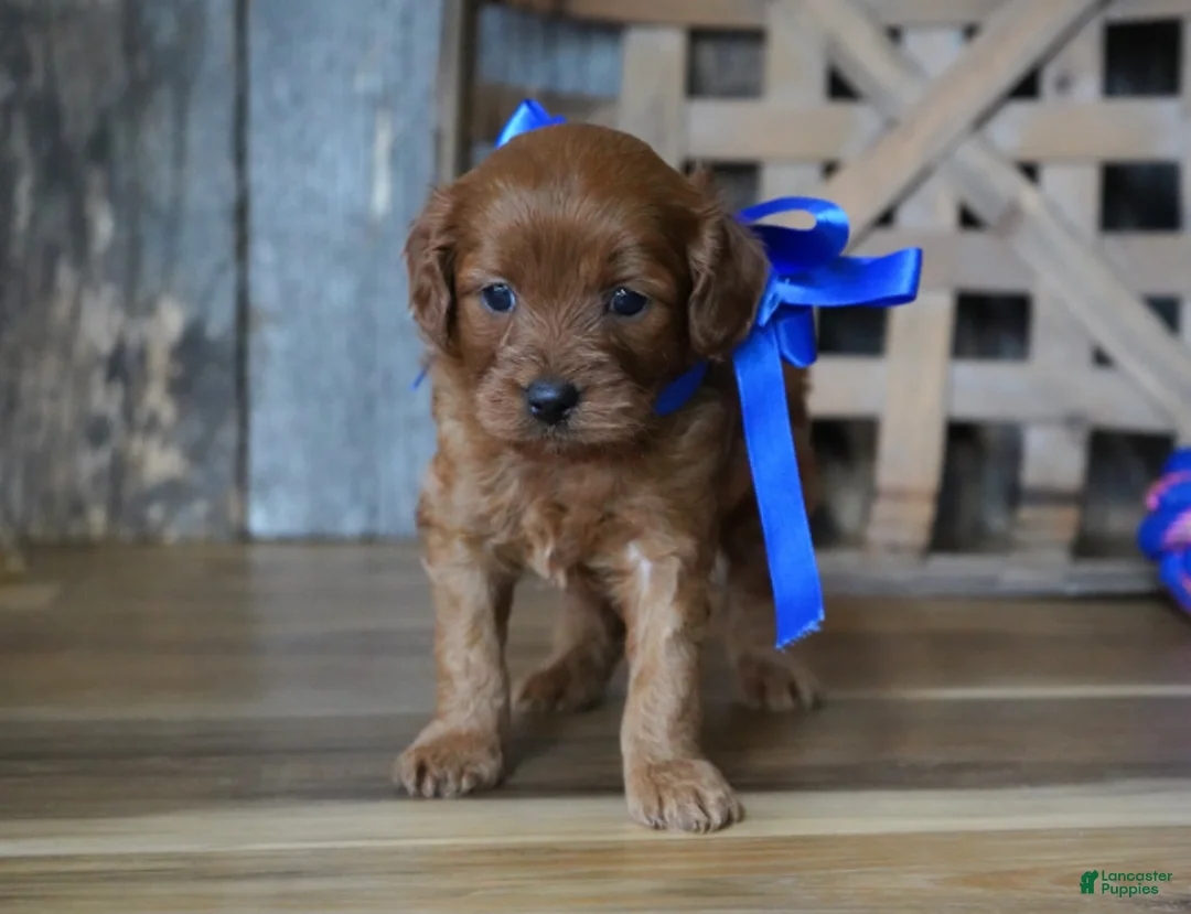 Cavapoo dogs for sale: Dalton - Ad 2